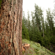 Cameron Valley Firebreak