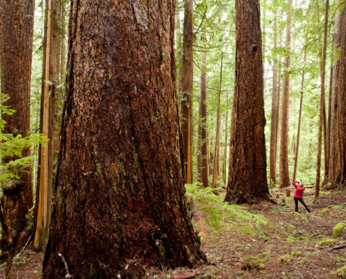 Local Port Alberni resident and Watershed-Forest Alliance coordinator Jane Morden (red shirt) hikes amongst some of the giant old-growth Douglas-fir trees found in the endangered Cameron Valley Firebreak.