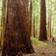 Local Port Alberni resident and Watershed-Forest Alliance coordinator Jane Morden (red shirt) hikes amongst some of the giant old-growth Douglas-fir trees found in the endangered Cameron Valley Firebreak.