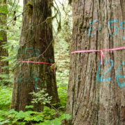Cathedral_Grove_Canyon_Flagged_Trees Gary Murdoch stands beside flagged redcedar trees in the Cathedral Grove Canyon. Environmentalists are calling on the government to create a BC Park Acquisition Fund which would help purchase old-growth forests and sensitive ecosystems on private lands.