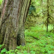 Cathedral_Grove_Canyon_large