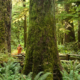 Ancient Forest Alliance campaigner and photographer TJ Watt stands amongst giant trees along a trail in Cathedral Grove.