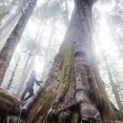 Central-Walbran-4403_large