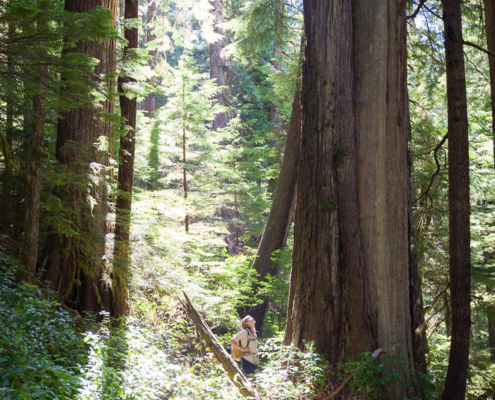 Ancient Forest Alliance's Jackie Korn stands amongst incredible old-growth redcedar trees in proposed cutblock 4412 in the Central Walbran Ancient Forest.