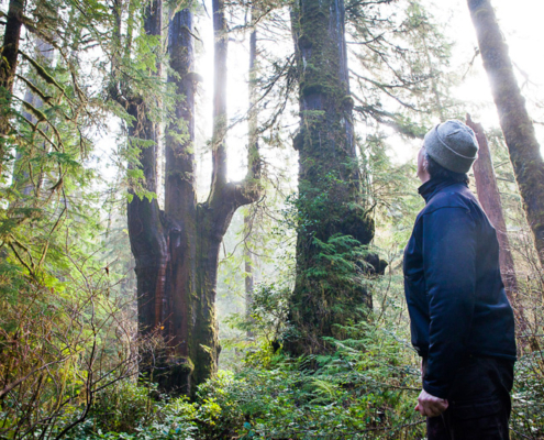 Port Renfrew Chamber of Commerce President Dan Hager stands before the Emerald Giant in the Central Walbran Valley.