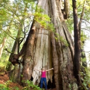 Cheewhat_Cedar_large