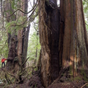 Chin-Beach-Trail-April-2017-Large One of several monumental western redcedars located in Jurassic Grove.