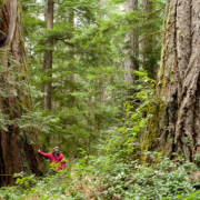 Concerned local citizen Oliver H. stands near large old-growth Douglas-fir trees in the endangered forests of Cortes Island.