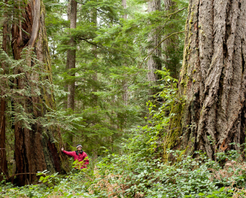 Concerned local citizen Oliver H. stands near large old-growth Douglas-fir trees in the endangered forests of Cortes Island.