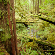 Cortes_Island_Old_Growth-115 Children's Forest - Cortes Island