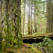 Old-growth Douglas-fir trees in the Squirrel Cove Ancient Forest on Cortes Island.
