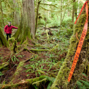 Flagging tape marked "Falling Boundary" in a threatened area of mature forest of Cortes Island.