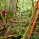 Flagging tape marked "Falling Boundary" in a threatened area of mature forest of Cortes Island.