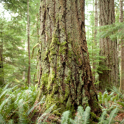 Old-growth Douglas-fir trees on Cortes Island.