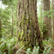 Old-growth Douglas-fir trees on Cortes Island.