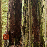 AFA photographer TJ Watt stands beside two large old-growth Douglas-fir trees in the Children's Forest along James Creek on Cortes Island.