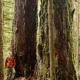 AFA photographer TJ Watt stands beside two large old-growth Douglas-fir trees in the Children's Forest along James Creek on Cortes Island.