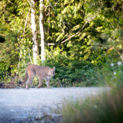 Cougar-Walbran-Valley-TJ-Watt A rare photo of a cougar captured in the endangered Walbran Valley through the front window of AFA photographer TJ Watt's car.