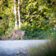 A rare photo of a cougar captured in the endangered Walbran Valley through the front window of AFA photographer TJ Watt's car.