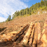 Deer_Winter_Range_Ken Ancient Forest Alliance executive director Ken Wu