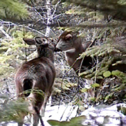Columbia Blacktail Deer