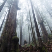 Desmog_Walbran_large