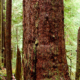 Ancient Forest Alliance photographer TJ Watt stands beside a giant old-growth Douglas-fir tree he located in the Gordon River Valley near Port Renfrew. The tree measures over 31ft in circumference