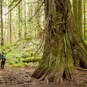 Echo_Lake_Cedar AFA's Hannah Carpendale stands near a giant red cedar and Douglas-fir in the Echo Lake ancient forest.
