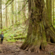 AFA's Hannah Carpendale stands near a giant red cedar and Douglas-fir in the Echo Lake ancient forest.