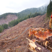 Edinburgh-Mt-Sept-2016-Stump Ancient Forest Alliance Photographer & Campaigner TJ Watt stands atop an 8ft wide old-growth redcedar stump in a recent clearcut by Teal-Jones on Edinburgh Mt near Port Renfrew.
