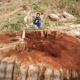 Giant stump of a recently cut redcedar measuring over 14ft across found near the Avatar Grove outside of Port Renfrew