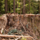 The stump of a 14ft diameter old-growth redcedar freshly cut in 2010 found along the Gordon River near Port Renfrew on Vancouver Island.