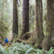 AFA Executive Director Ken Wu stands alongside a row of Sitka spruce and western hemlock trees growing in a line out of a nurse log in the unprotected FernGully Grove near Port Renfrew.