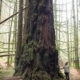 A woman in a white shirt stands beside an old-growth tree in Francis/King Regional Park.