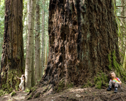 An example of the Coastal Douglas fir ecosystem as seen in Francis King regional park near Victoria