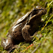 Red-legged frog.