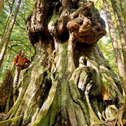 Gnarliest_Tree_small Canada's Gnarliest Tree in Avatar Grove