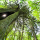 A giant old-growth redcedar in lush rainforest of Goldstream Park where the photography workshop will be held.