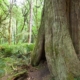 A hollowed out western redcedar stands amongst a sea of green ferns, salal, and other foliage in Goldstream Provincial Park.