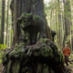 Photographer TJ Watt is dwarfed by one of the huge alien shaped Red Cedar's in the threatened Avatar Grove near Port Renfrew