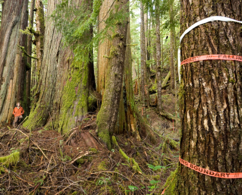 Orange flagging tape marked "Falling Boundary" ropes off massive red cedars in a section of the Avatar Grove near Port Renfrew
