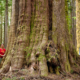 A giant redcedar over 40ft around found recently along the Gordon River near Port Renfrew