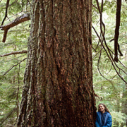 The McLaughlin Giant - Old-growth Douglas-fir measuring 23.5ft in circumference or 7.5ft in diameter