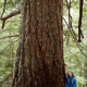 The McLaughlin Giant - Old-growth Douglas-fir measuring 23.5ft in circumference or 7.5ft in diameter