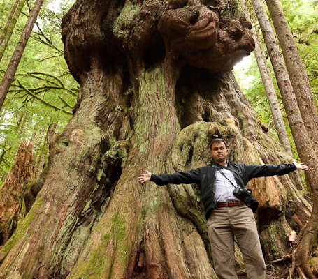 MP Keith Martin stands in front of "Canada's Gnarliest Tree" in the endangered Upper Avatar Grove.