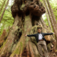 MP Keith Martin stands in front of "Canada's Gnarliest Tree" in the endangered Upper Avatar Grove.