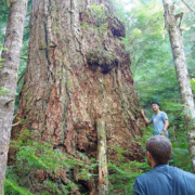 Ken-Alberni-Giant-Large AFA executive director Ken Wu stands beside the Alberni Giant