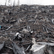 A photo of a burnt Vancouver Island clearcut - where an old-growth temperate rainforest once stood - has been chosen for exhibition in the international photography competition