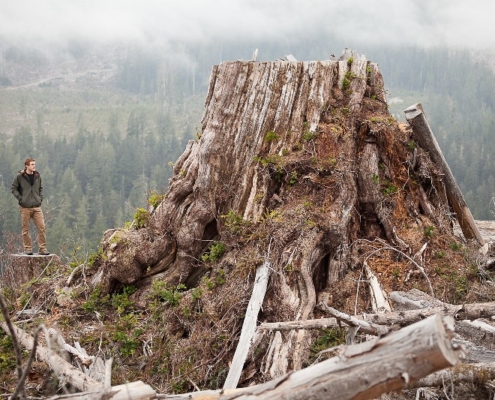 Old-growth redar stump - Klanawa Valley