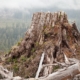 Old-growth redar stump - Klanawa Valley
